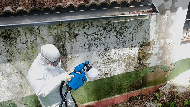 Trusted Basement Mold Remediation service in Garden City, GA - Cheap Mold Removal